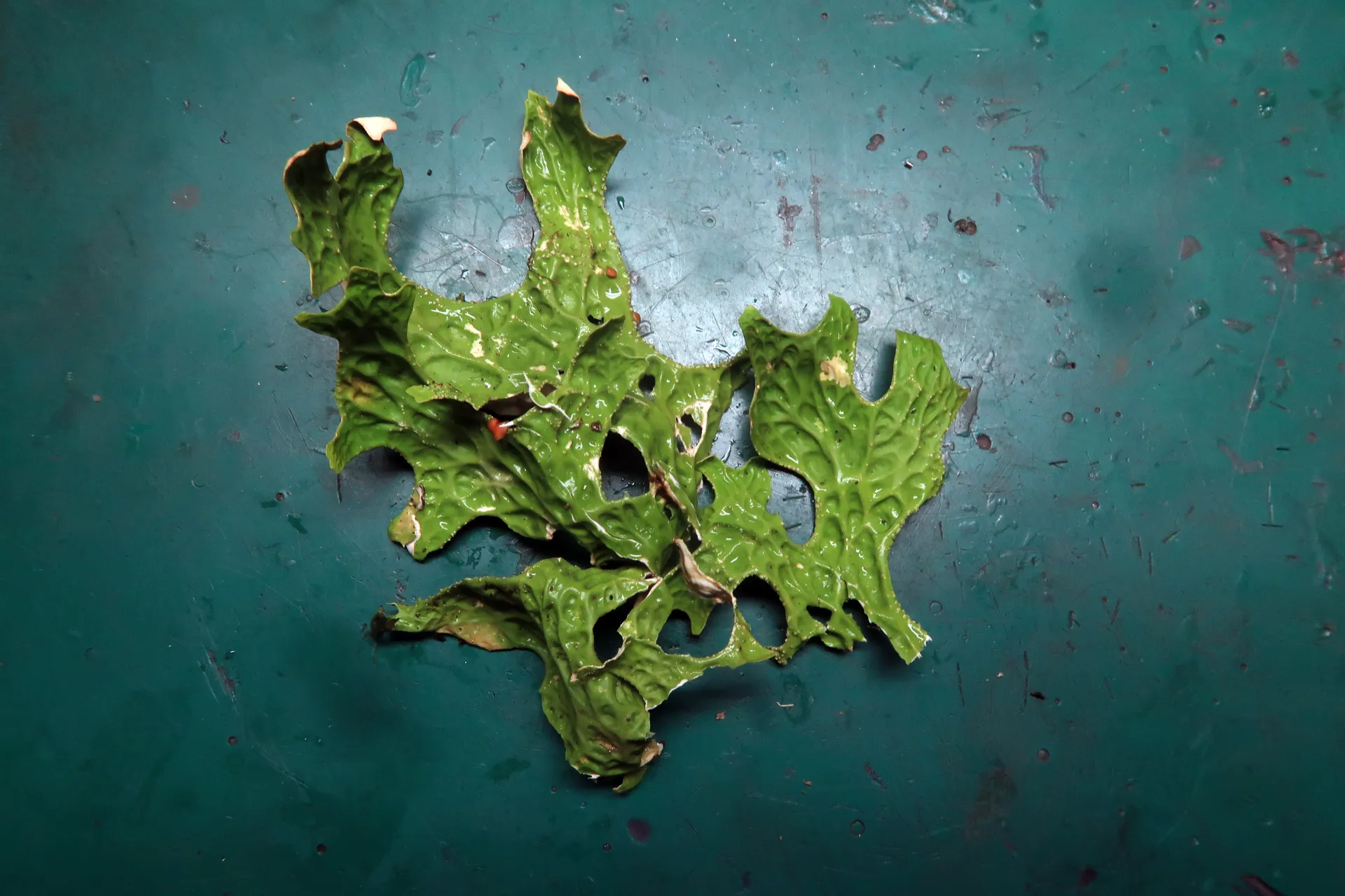 Lobaria pulmonaria - 1 - IMG_6487